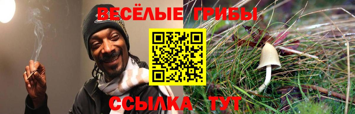 Галлюциногенные грибы Psilocybe  где купить наркоту  Новоалександровск  Вход с VPN 